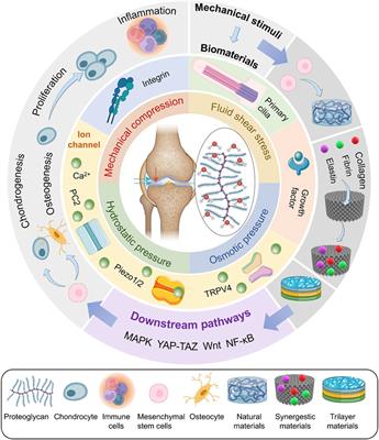 Double-edged role of mechanical stimuli and underlying mechanisms in cartilage tissue engineering